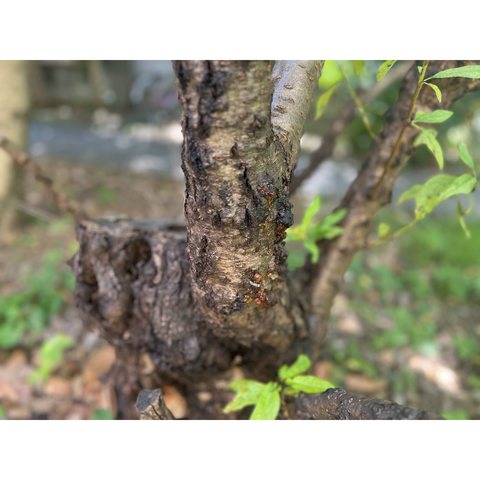 木と樹液の写真　1枚目