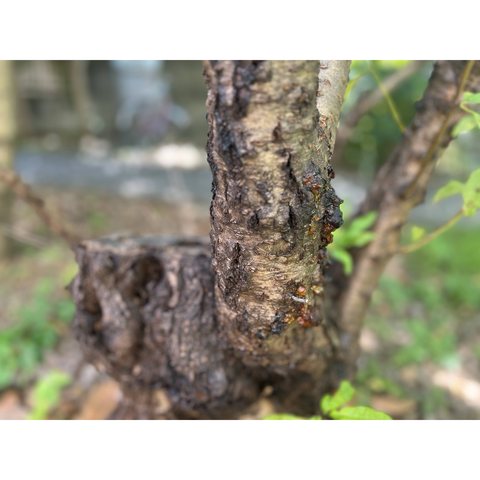 木と樹液の写真　2枚目
