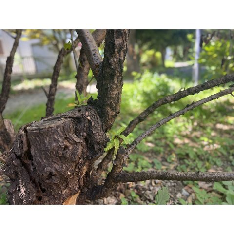 木と樹液の写真　4枚目