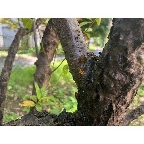 木と樹液の写真　5枚目