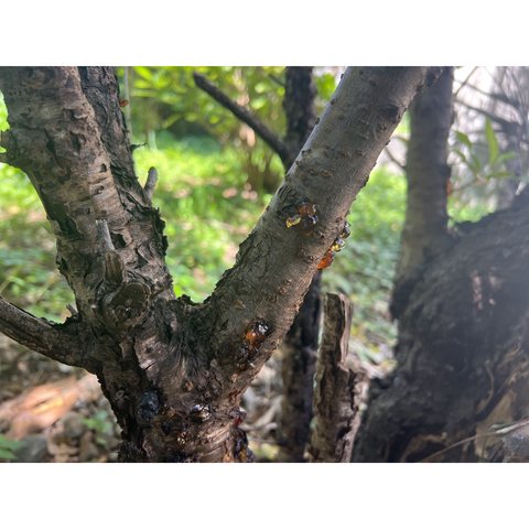 木と樹液の写真　6枚目