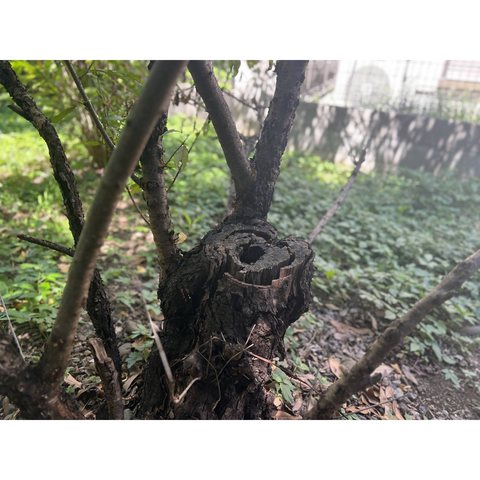 木と樹液の写真　7枚目